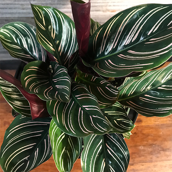 Ornata2 Ornata2