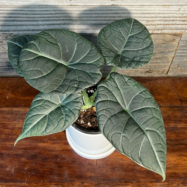 Grey_Dragon_Alocasia2 Grey_Dragon_Alocasia2