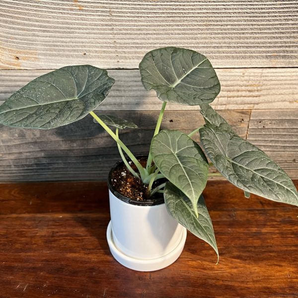Grey_Dragon_Alocasia3 Grey_Dragon_Alocasia3