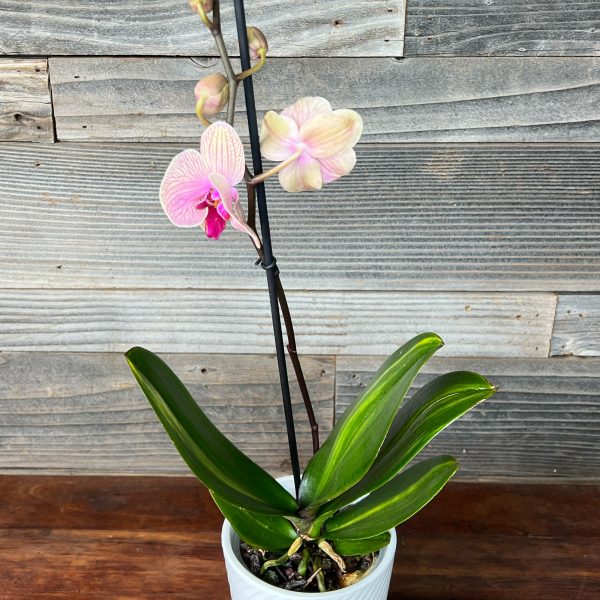 Variegated_Phal-1