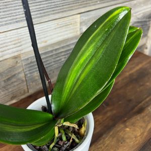 Variegated_Phal-2