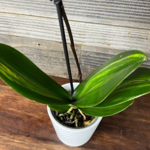 Variegated_Phal-3
