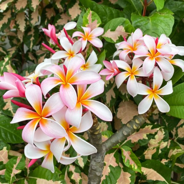 StarGazer_New-1