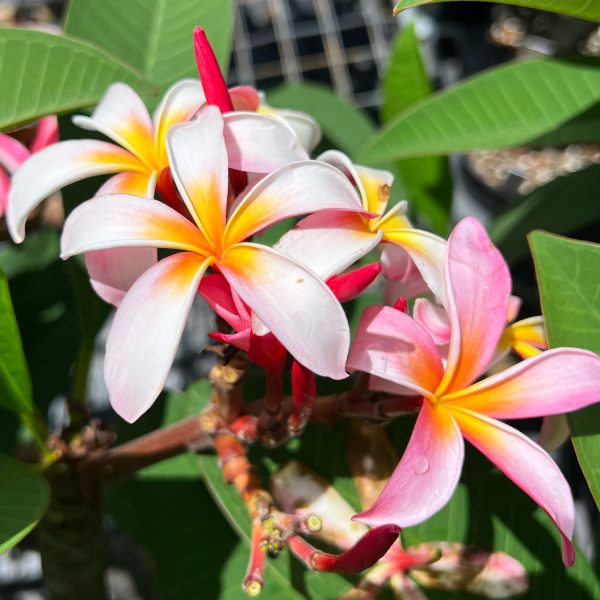 Star_Gazer-3 Star_Gazer-3
