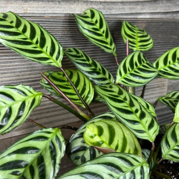 Ctenanthe_Burle_Marxii-2 Ctenanthe_Burle_Marxii-2