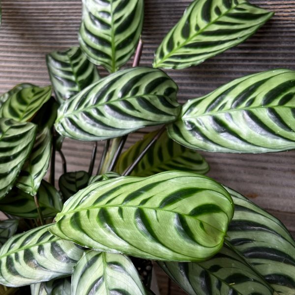 Ctenanthe_Burle_Marxii-3 Ctenanthe_Burle_Marxii-3