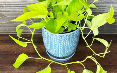 When is the right time to prune or trim your houseplant?