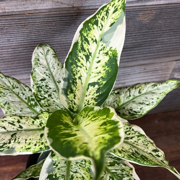 Dieffenbachia_Hybrid_Ann-3 Dieffenbachia_Hybrid_Ann-3