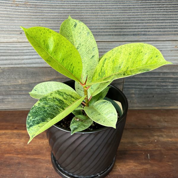 Ficus_Elastica_Shivereana-1 Ficus_Elastica_Shivereana-1