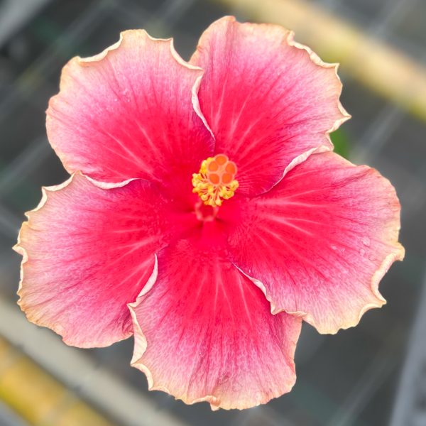 Hib_E_Honihoni_Mai_43:21-1 Hib_E_Honihoni_Mai_43:21-1