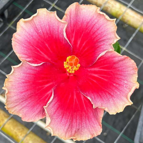 Hib_E_Honihoni_Mai_43:21-2 Hib_E_Honihoni_Mai_43:21-2
