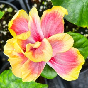 Hib_Mokuleia_60:21-1