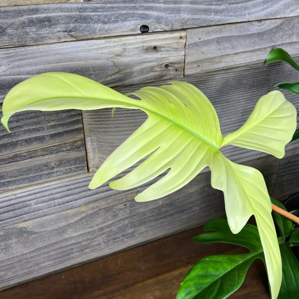 Philodendron_Florida_Ghost-4 Philodendron_Florida_Ghost-4