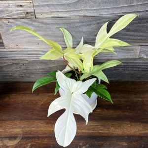 Philodendron Florida Ghost | 6" Pot