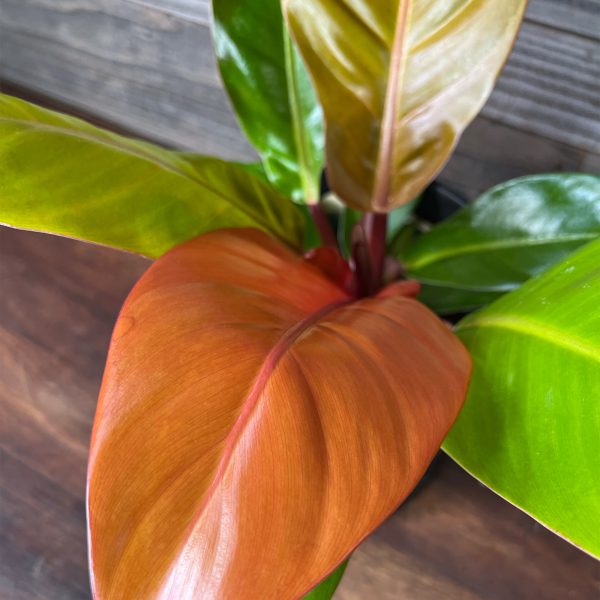 Philodendron_Prince_of_Orange-3 Philodendron_Prince_of_Orange-3
