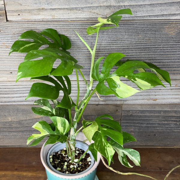 Rhaphidophora_Tetrasperma_Variegated-3 Rhaphidophora_Tetrasperma_Variegated-3