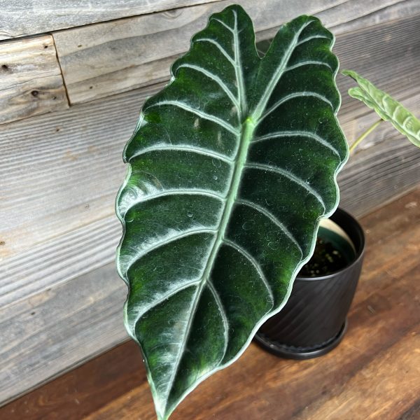 Alocasia_Chantrieri-2 Alocasia_Chantrieri-2