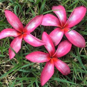 Plumeria Frangipani Raspberry Smoothie