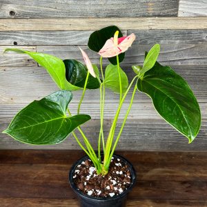 Anthurium_Shibori_XL-1