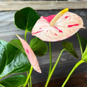 Anthurium_Shibori_XL-2