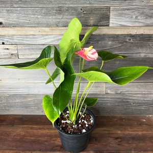 Anthurium_Shibori_XL-4