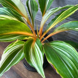 Chlorophytum_Amaniense_Variegata-2 Chlorophytum_Amaniense_Variegata-2