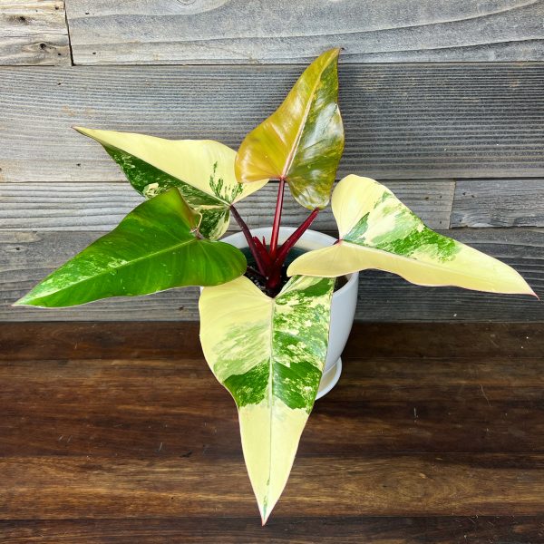 Philodendron_Strawberry_Shake-1 Philodendron_Strawberry_Shake-1