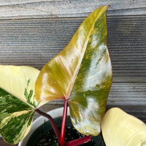 Philodendron_Strawberry_Shake-2 Philodendron_Strawberry_Shake-2