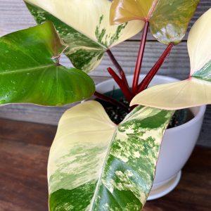 Philodendron_Strawberry_Shake-3 Philodendron_Strawberry_Shake-3
