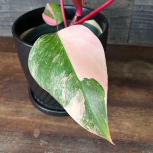 Philodendron_Strawberry_Shake-4 Philodendron_Strawberry_Shake-4