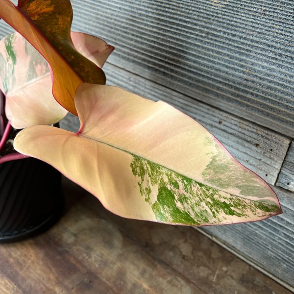 Philodendron_Strawberry_Shake-5 Philodendron_Strawberry_Shake-5