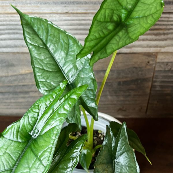 Alocasia_Heterophylla_Dragon's_Breath-2 Alocasia_Heterophylla_Dragon's_Breath-2