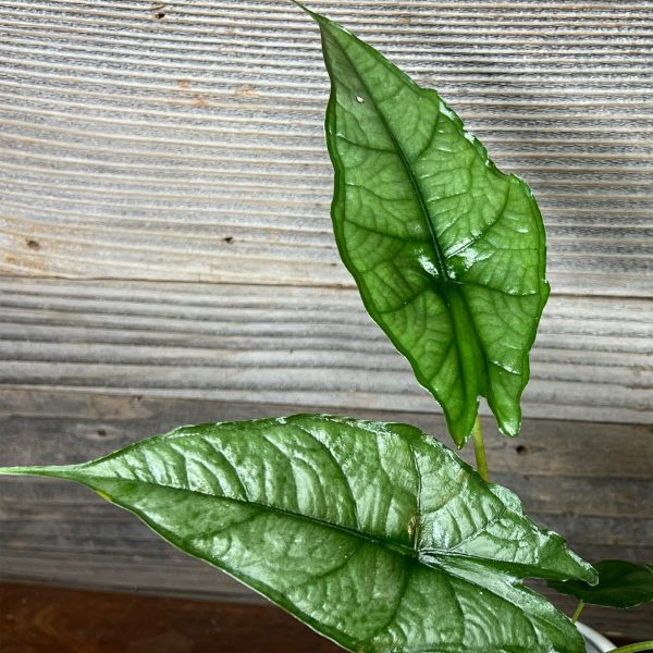 Alocasia_Heterophylla_Dragon's_Breath-3 Alocasia_Heterophylla_Dragon's_Breath-3