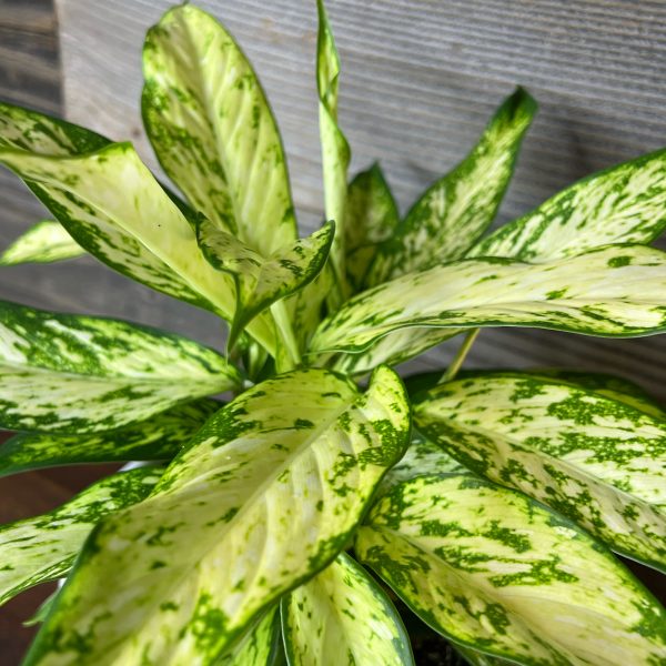 Dieffenbachia_Star_Bright-2 Dieffenbachia_Star_Bright-2