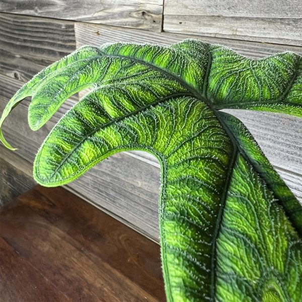 Alocasia_Jacklyn-2 Alocasia_Jacklyn-2