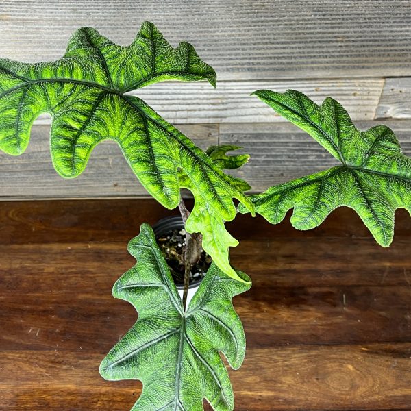 Alocasia_Jacklyn-3 Alocasia_Jacklyn-3