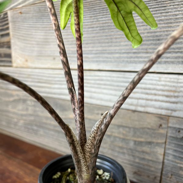 Alocasia_Jacklyn-4 Alocasia_Jacklyn-4