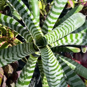 Bromeliad Aechmea ‘Abbey Road’ Vinzant | 6" Pot