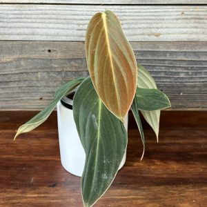 Philodendron Gigas | 4" Pot