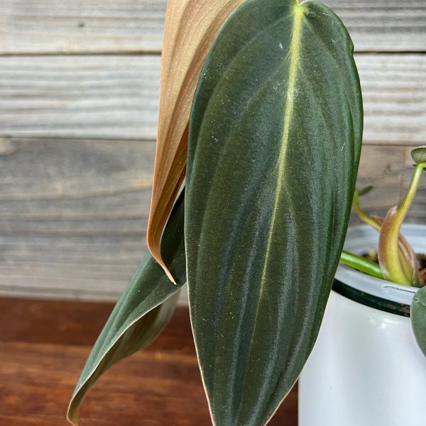Philodendron_Gigas-3 Philodendron_Gigas-3