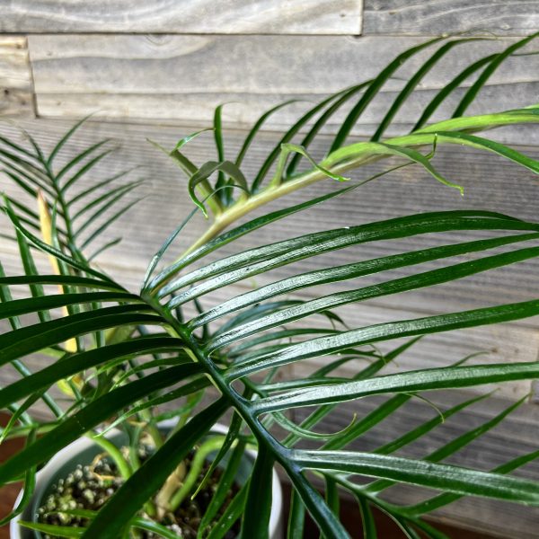 Philodendron_Tortum-3 Philodendron_Tortum-3