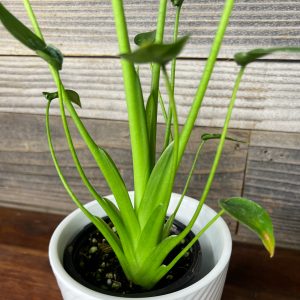 Alocasia_Tiny_Dancer-2 Alocasia_Tiny_Dancer-2