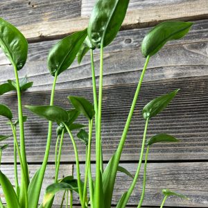 Alocasia_Tiny_Dancer-3 Alocasia_Tiny_Dancer-3