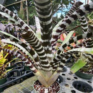 Bromeliad_Beetle-1