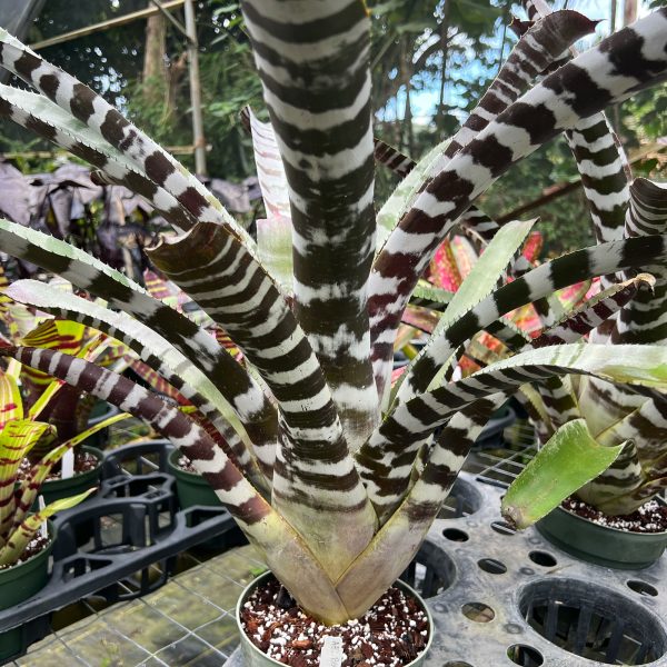 Bromeliad_Beetle-1 Bromeliad_Beetle-1