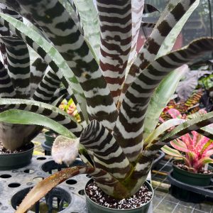 Bromeliad_Beetle-2
