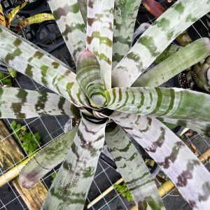Bromeliad Aechmea ‘Beatlejuice’ Vinzant | 6" Pot