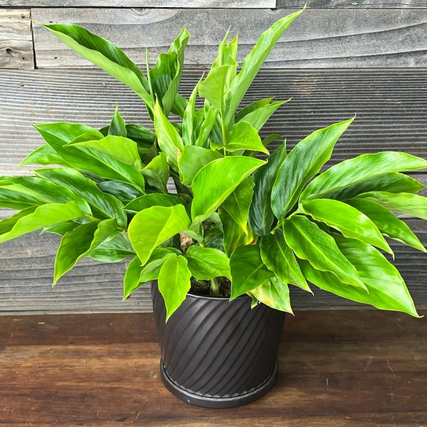 Ginger_Alpinia_Purpurata _Madikeri_White-1 Ginger_Alpinia_Purpurata _Madikeri_White-1