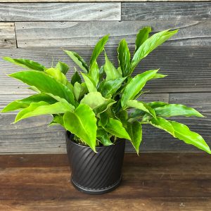 Ginger_Alpinia_Purpurata _Madikeri_White-2 Ginger_Alpinia_Purpurata _Madikeri_White-2