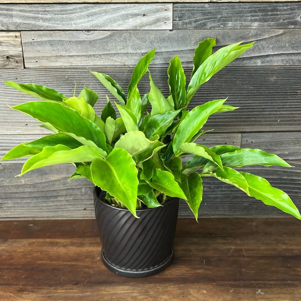 Ginger_Alpinia_Purpurata _Madikeri_White-2 Ginger_Alpinia_Purpurata _Madikeri_White-2
